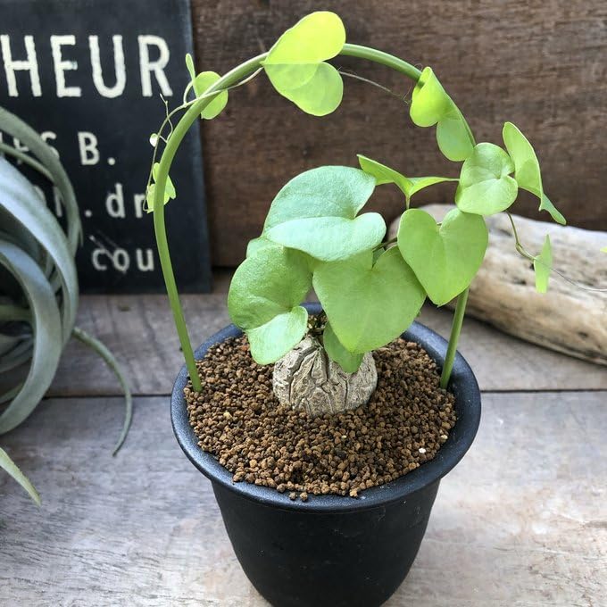 Amazon｜亀甲竜 アーチ仕立て 希少 塊根植物 ハートの葉っぱ ディオス